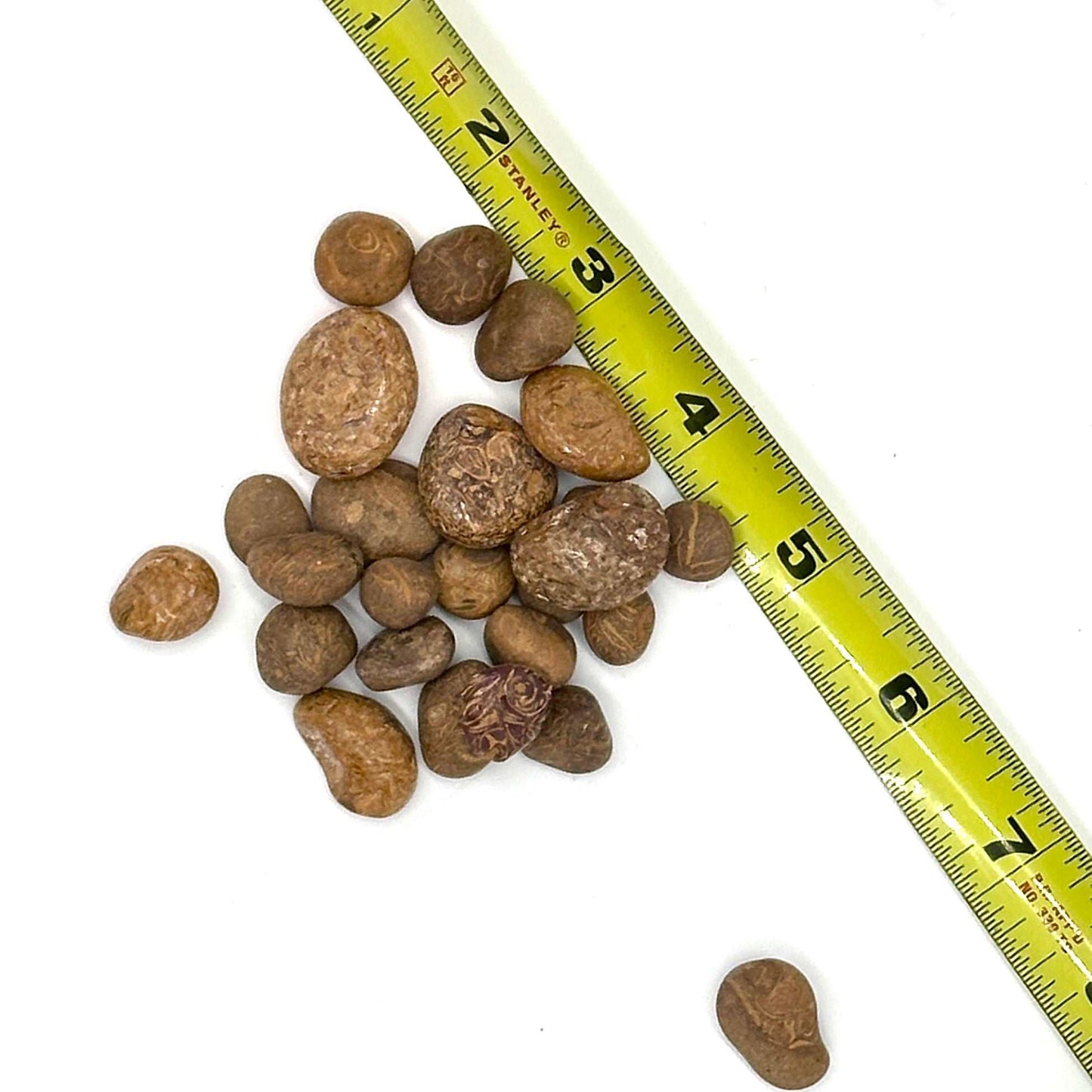 Mariam Jasper Tumbled Stone (Pebble Size): The Alchemist Stone Sacred Crystals