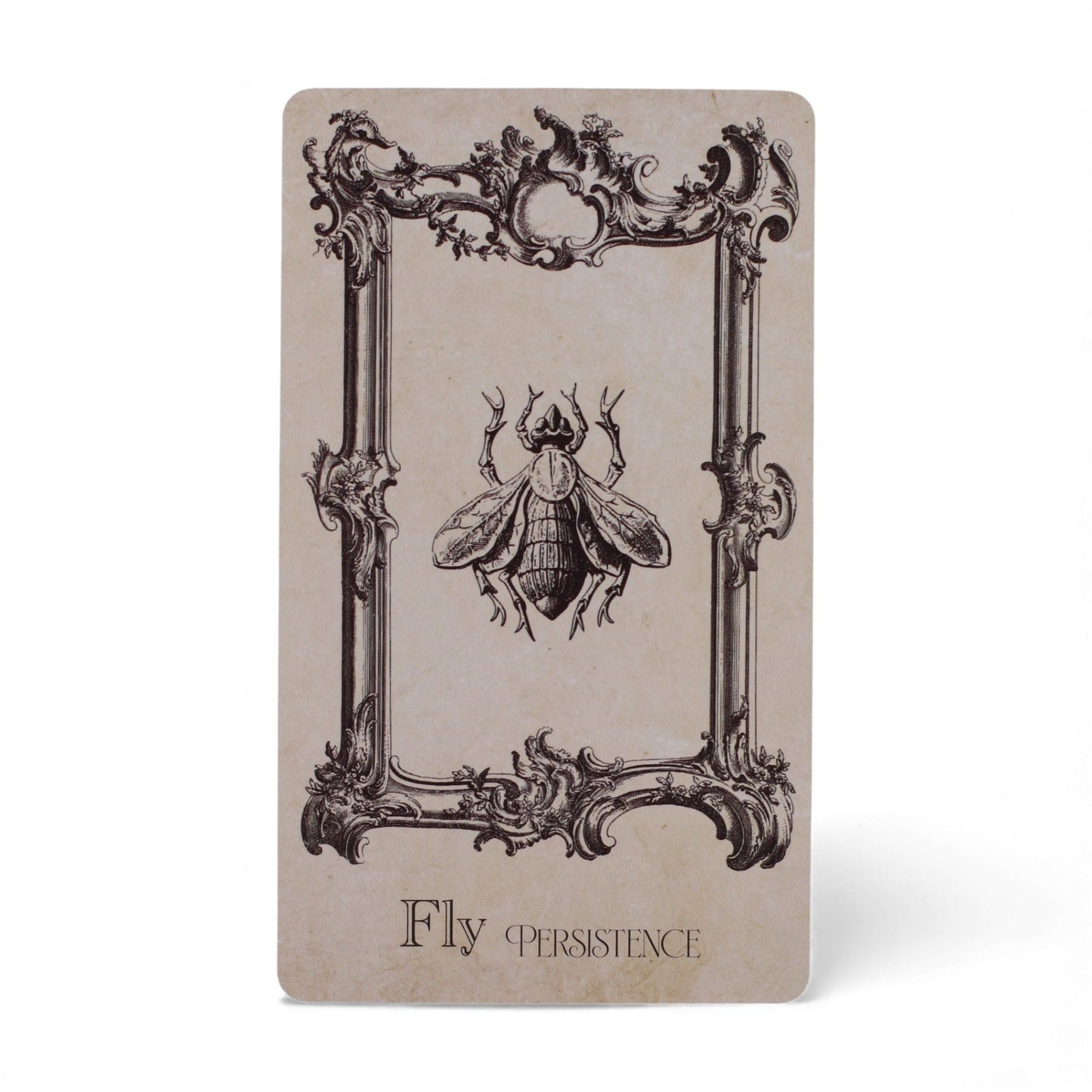 The Spellbook Oracle Cards- Witchcraft Deck Midnightt Light